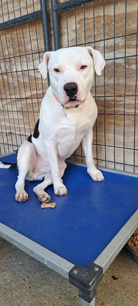 SUMO, an adoptable Bull Terrier in Marianna, FL, 32447 | Photo Image 1