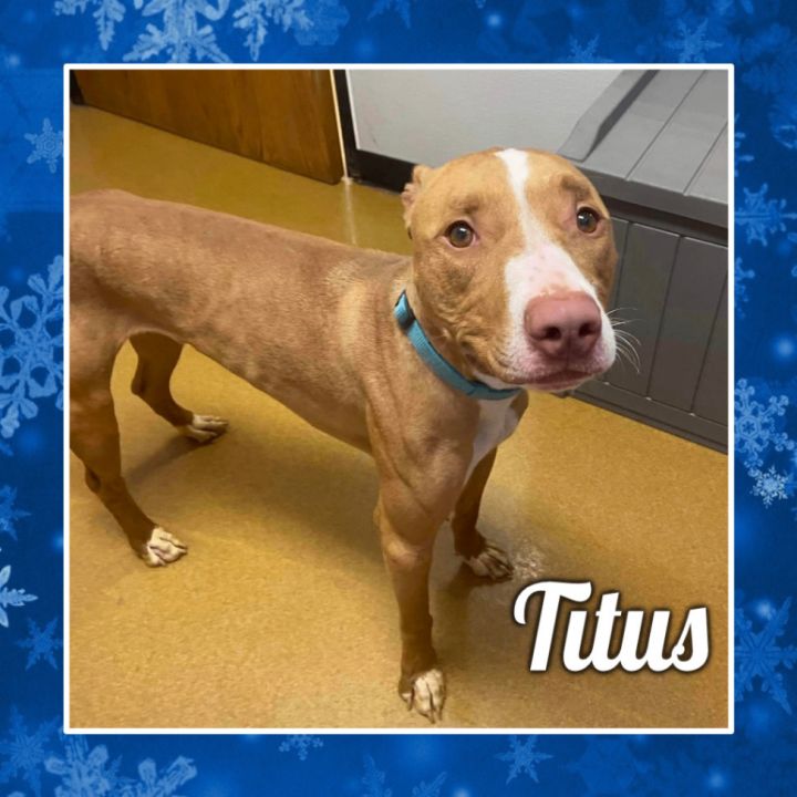 Titus, an adoptable Pit Bull Terrier Mix in Maryville, MO_image-1