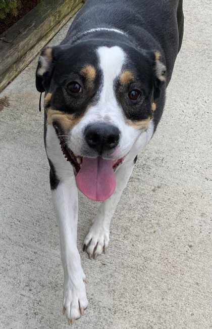 Roscoe 1
