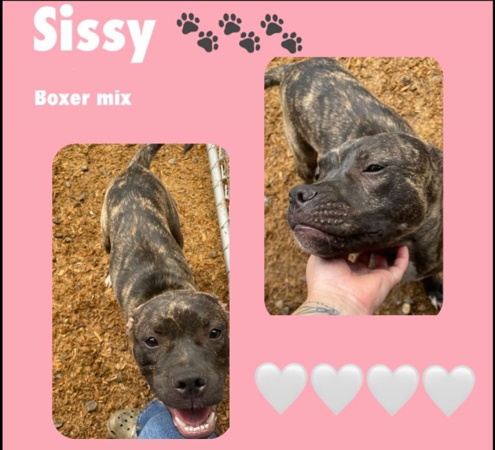 Sissy, an adoptable Boxer Mix in Sanford, NC_image-1