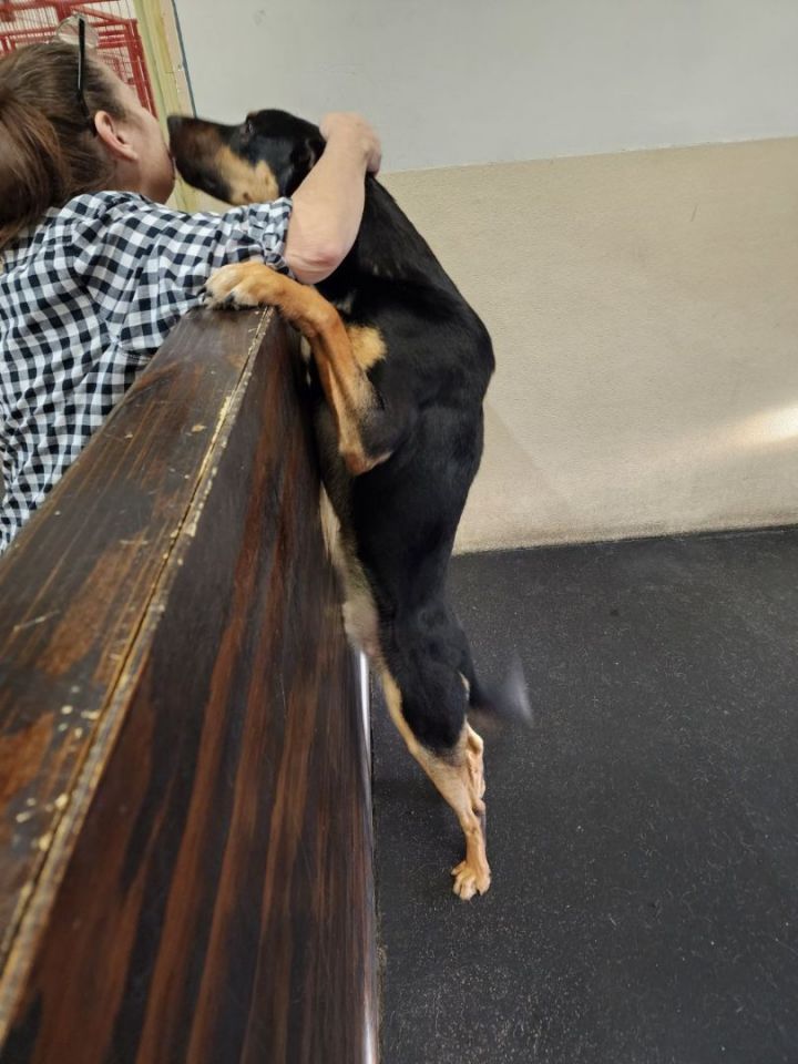 Cowboy, an adoptable German Shepherd Dog Mix in Rockwall, TX_image-3