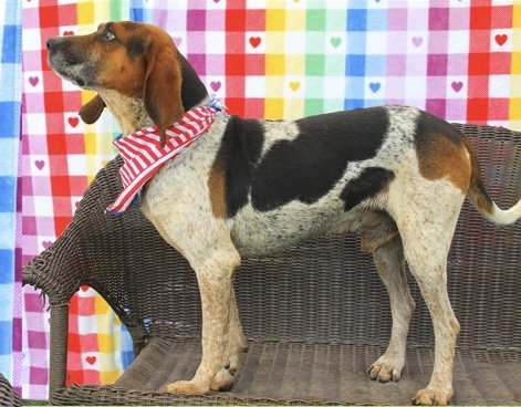 Woody, an adoptable Bluetick Coonhound Mix in Marble, NC_image-2