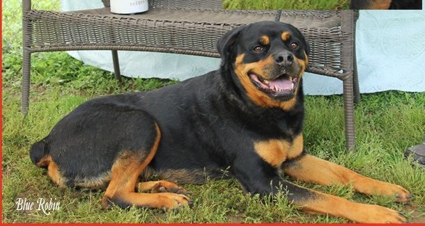 Baxter, an adoptable Rottweiler Mix in Marble, NC_image-3