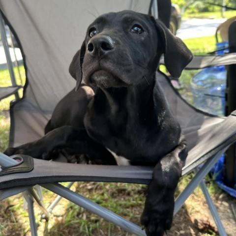 Banana Pepper, an adoptable Black Labrador Retriever in Savannah, GA_image-1