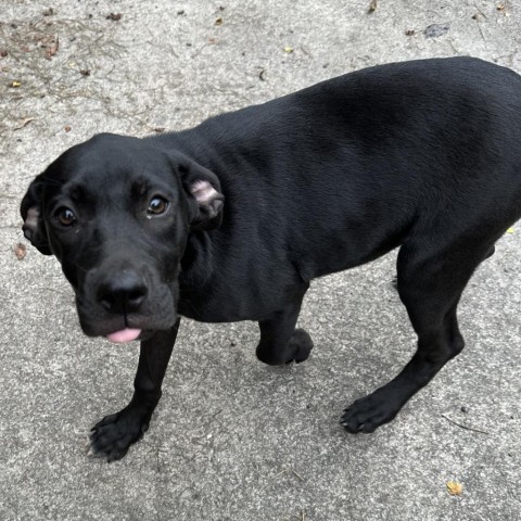 Banana Pepper, an adoptable Black Labrador Retriever in Savannah, GA_image-3