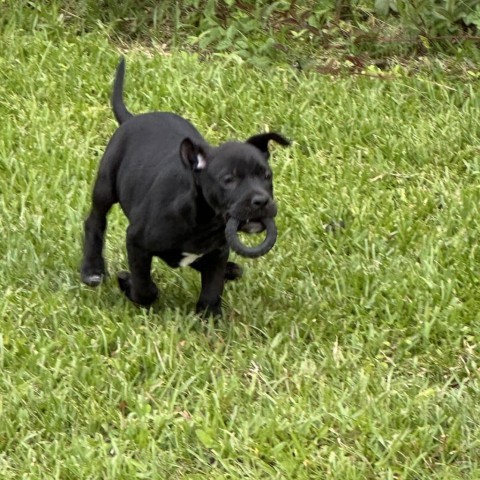 Banana Pepper, an adoptable Black Labrador Retriever in Savannah, GA_image-6