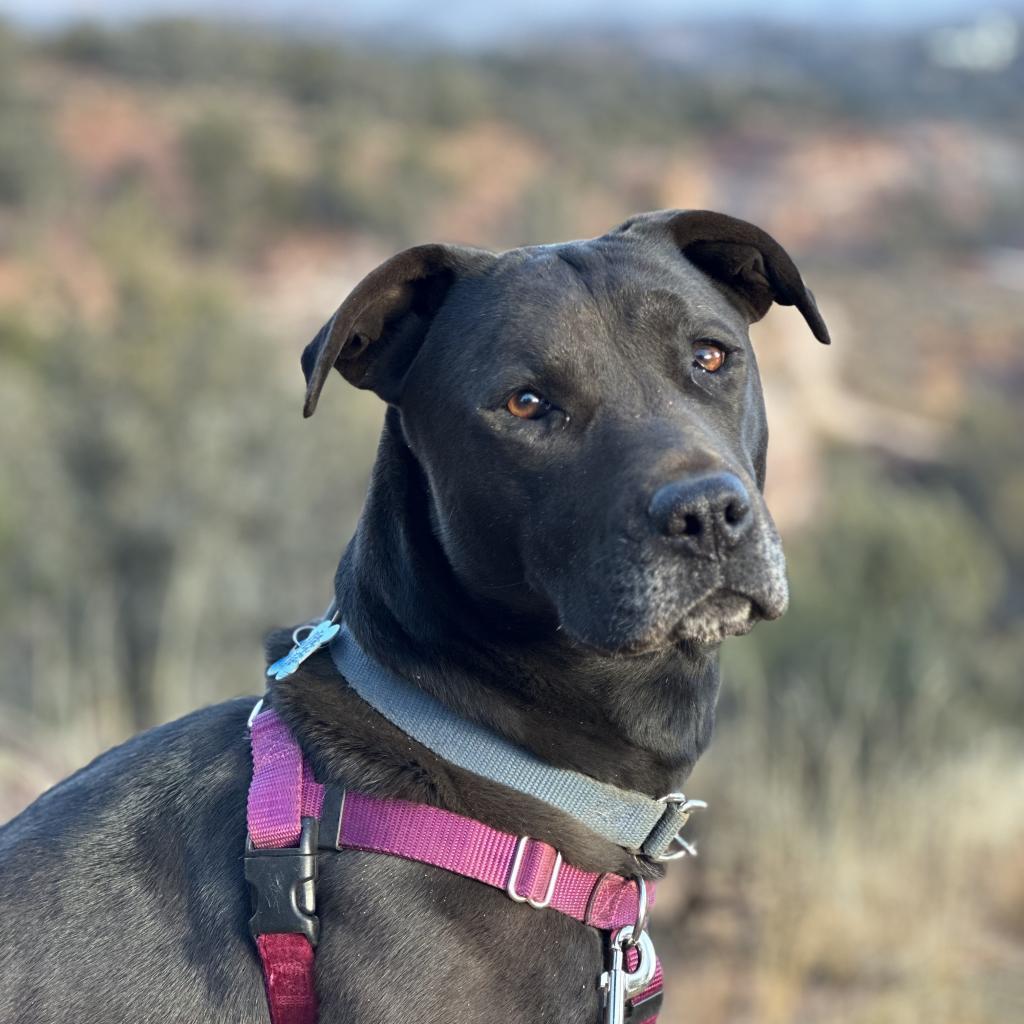 Mindy, an adoptable Black Labrador Retriever in Kanab, UT, 84741 | Photo Image 1