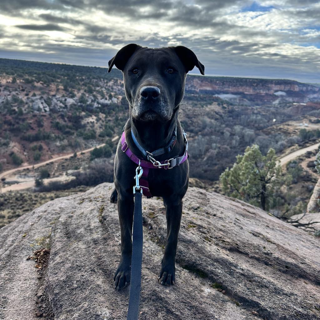 Mindy, an adoptable Black Labrador Retriever in Kanab, UT, 84741 | Photo Image 2