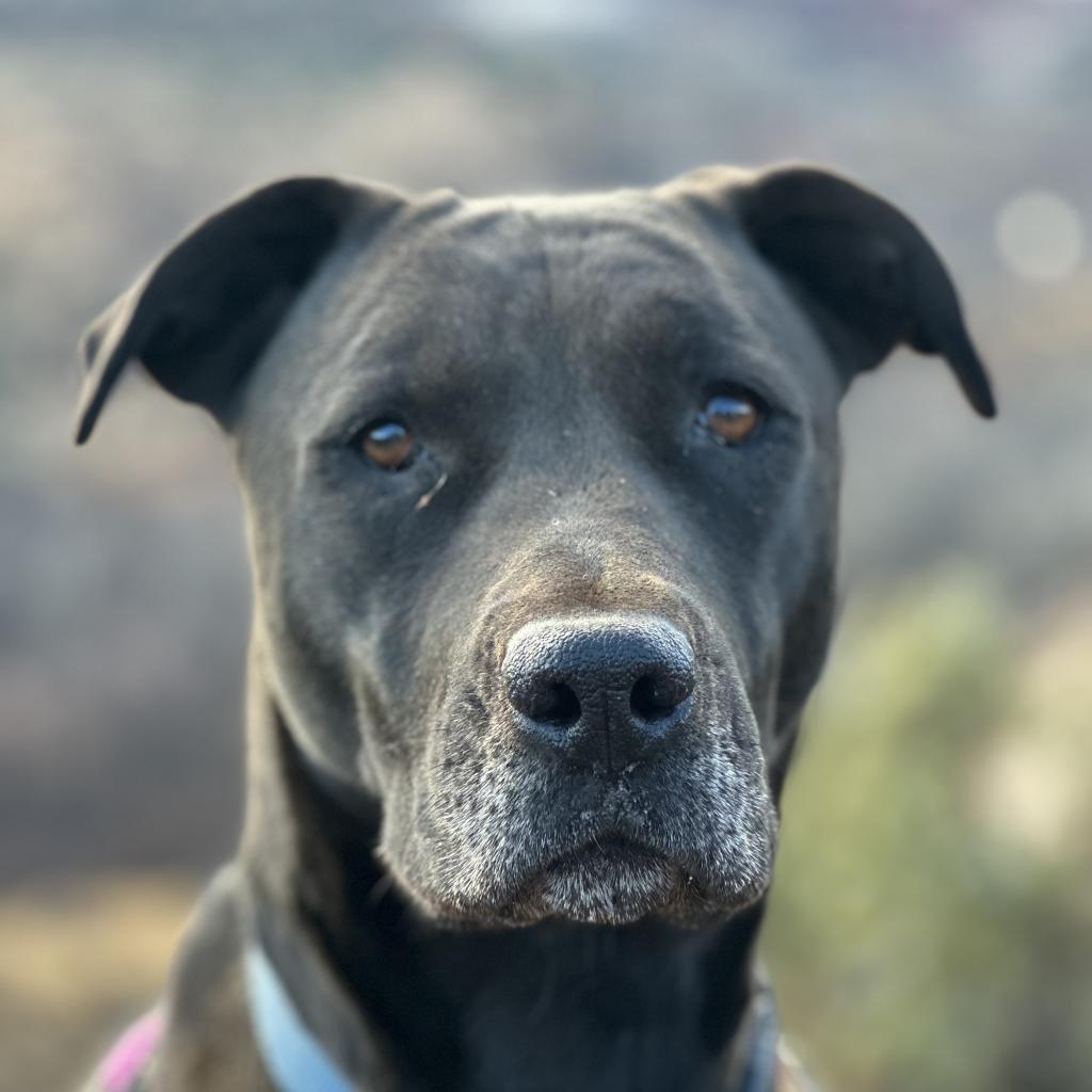 Mindy, an adoptable Black Labrador Retriever in Kanab, UT, 84741 | Photo Image 3