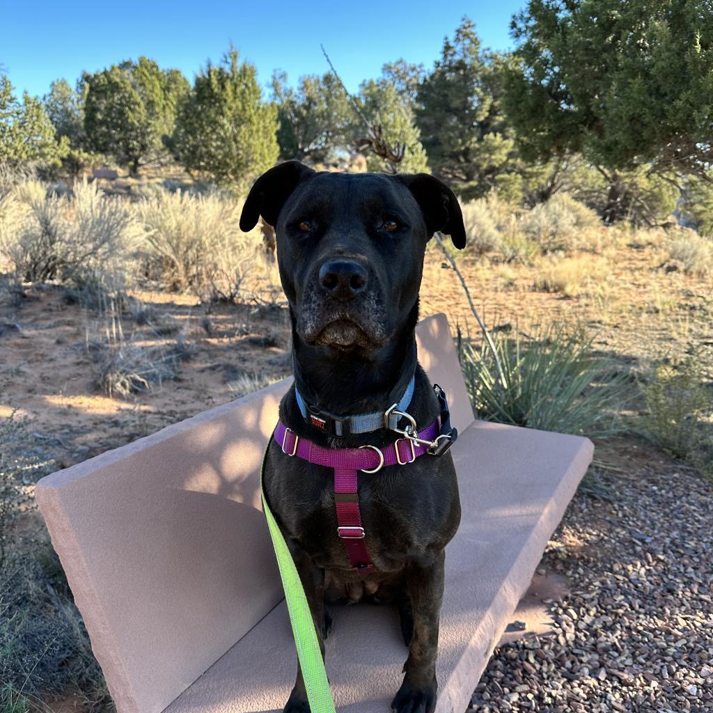 Mindy, an adoptable Black Labrador Retriever in Kanab, UT, 84741 | Photo Image 4