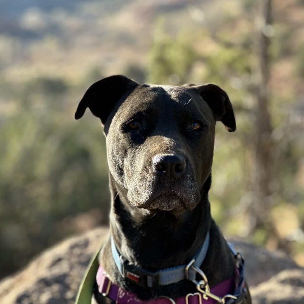 Mindy, an adoptable Black Labrador Retriever in Kanab, UT, 84741 | Photo Image 5