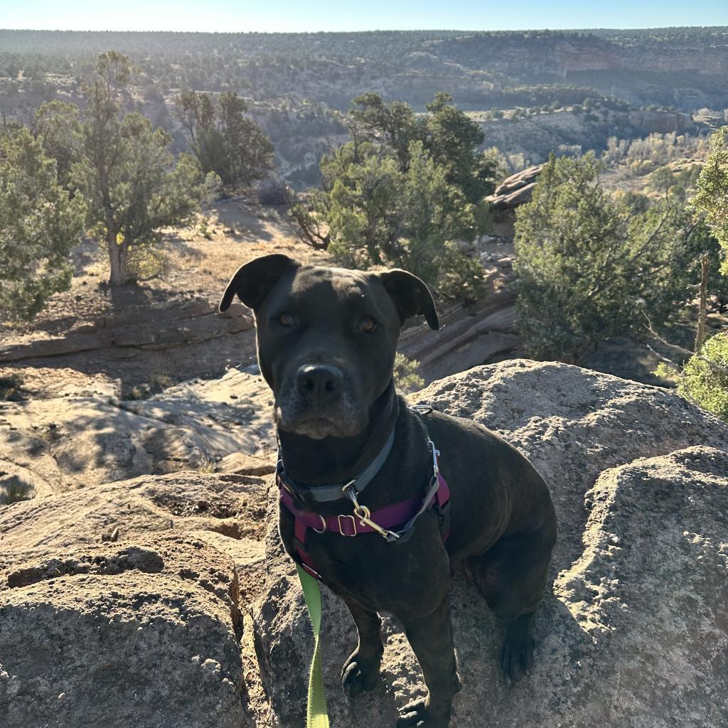 Mindy, an adoptable Black Labrador Retriever in Kanab, UT, 84741 | Photo Image 6