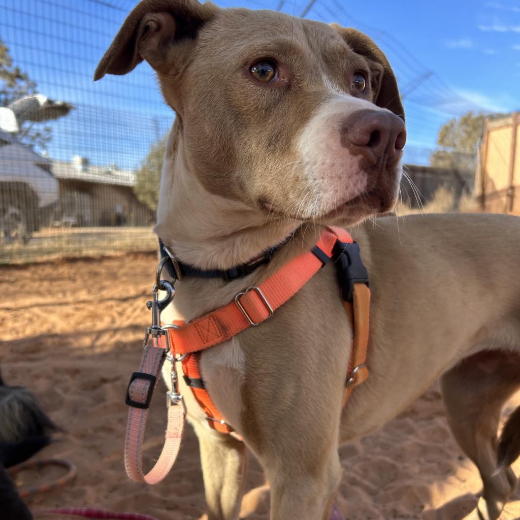 Kensey, an adoptable Pit Bull Terrier in Kanab, UT, 84741 | Photo Image 1