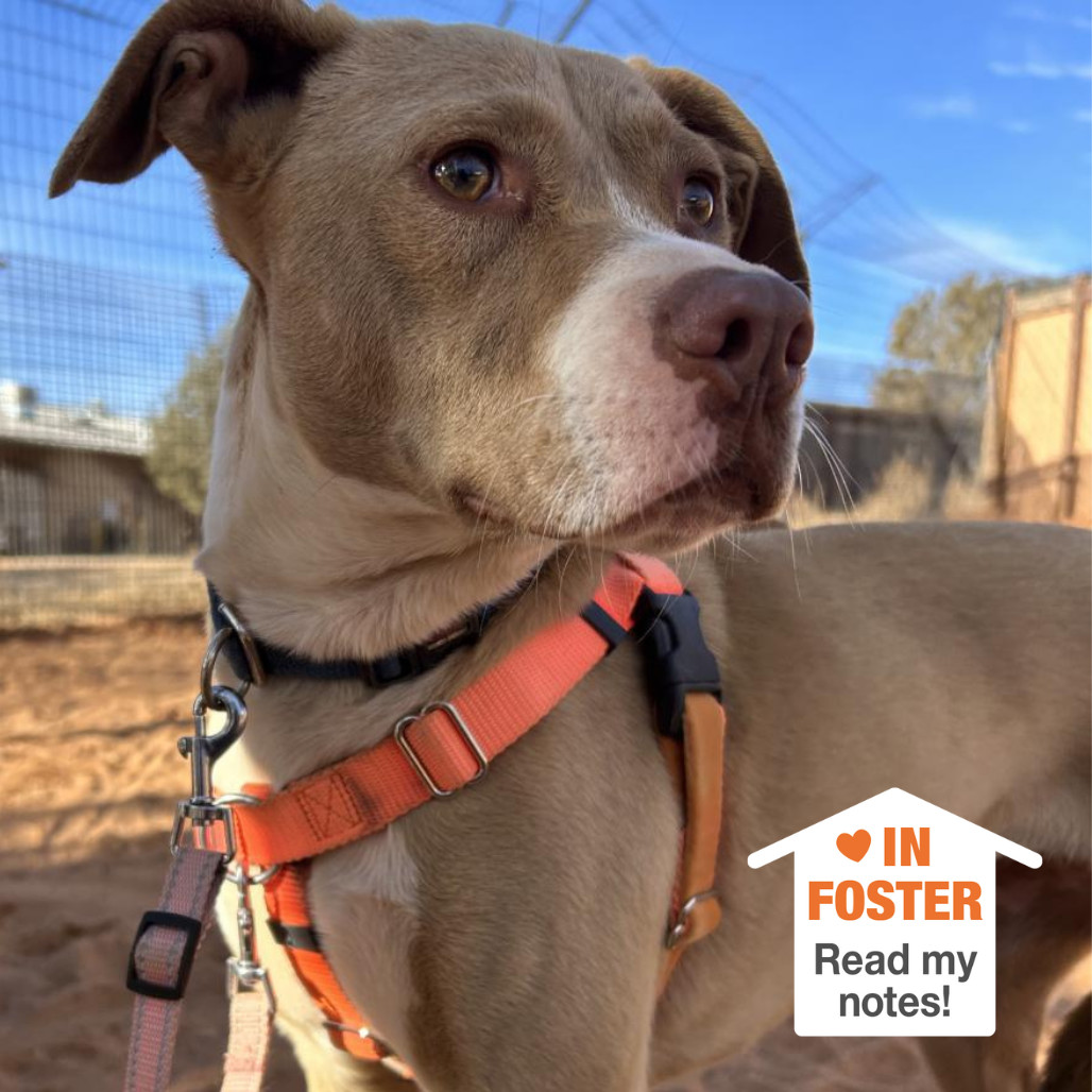 Kensey, an adoptable Pit Bull Terrier in Kanab, UT, 84741 | Photo Image 1