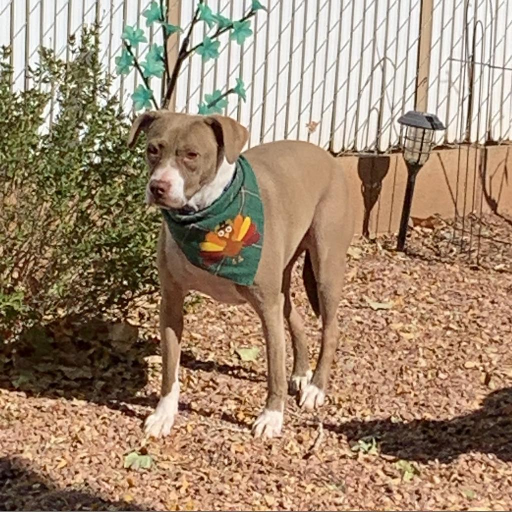 Kensey, an adoptable Pit Bull Terrier in Kanab, UT, 84741 | Photo Image 2