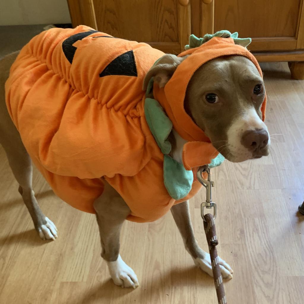 Kensey, an adoptable Pit Bull Terrier in Kanab, UT, 84741 | Photo Image 3