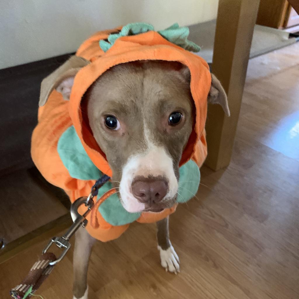 Kensey, an adoptable Pit Bull Terrier in Kanab, UT, 84741 | Photo Image 5