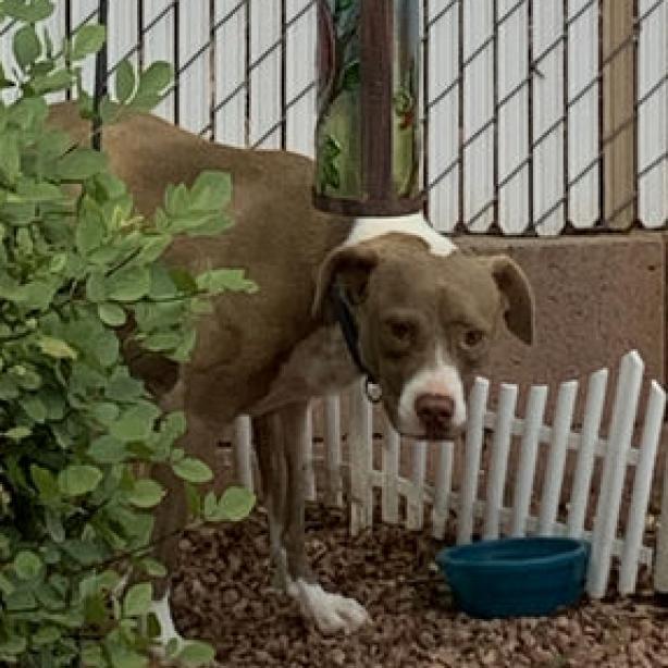 Kensey, an adoptable Pit Bull Terrier in Kanab, UT, 84741 | Photo Image 6