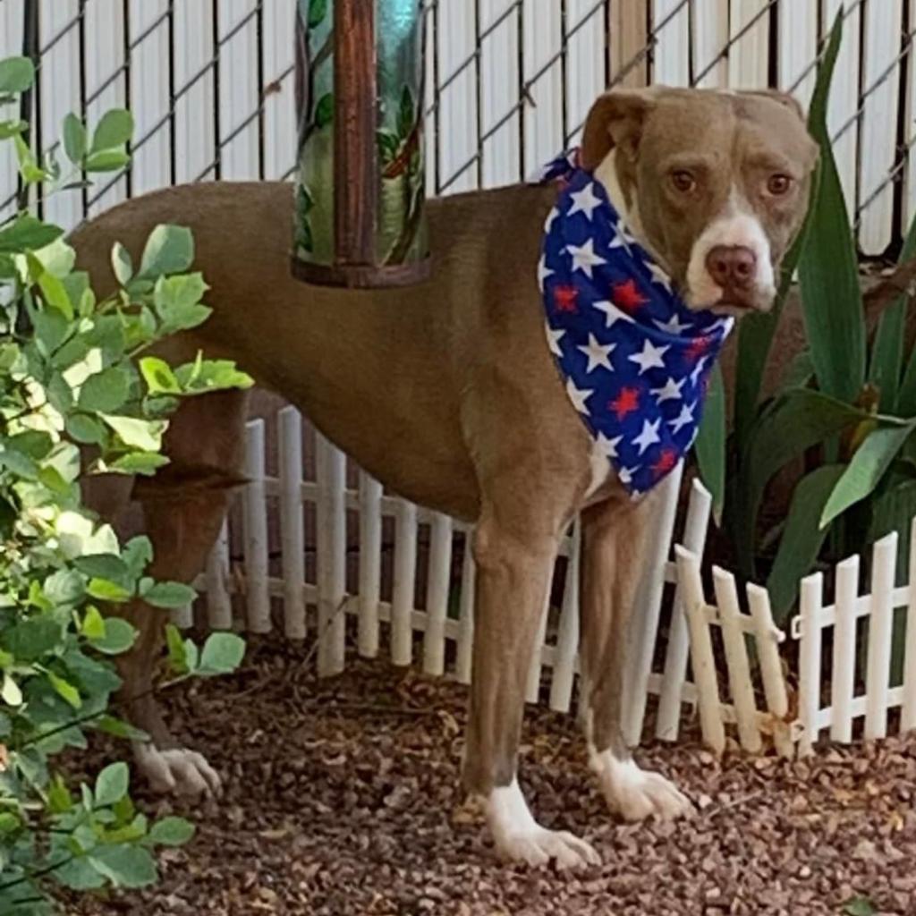 Kensey, an adoptable Pit Bull Terrier in Kanab, UT, 84741 | Photo Image 6