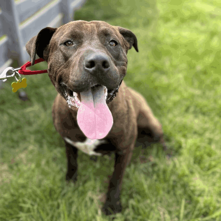 Off Leash K9 Training of Springfield MO