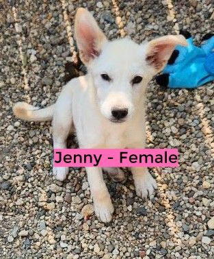 Jenny, an adoptable Great Pyrenees Mix in Clear Lake, IA_image-1