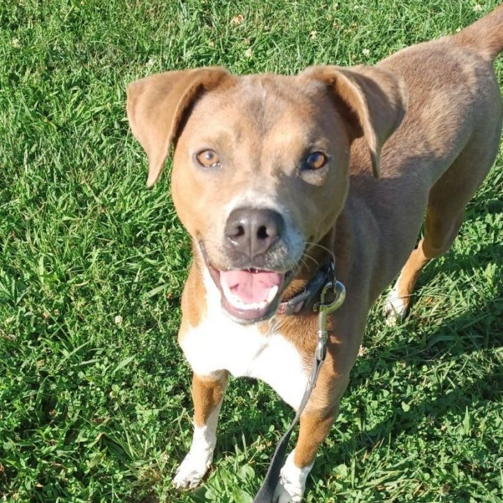 Dog for adoption 230128 Nova, a Labrador Retriever Mix in