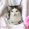 Lady Cat