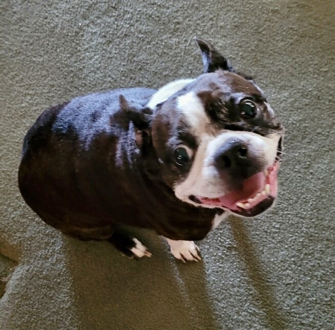 Roxie (Adoption Pending), an adoptable Boston Terrier in Gainesville, TX_image-1