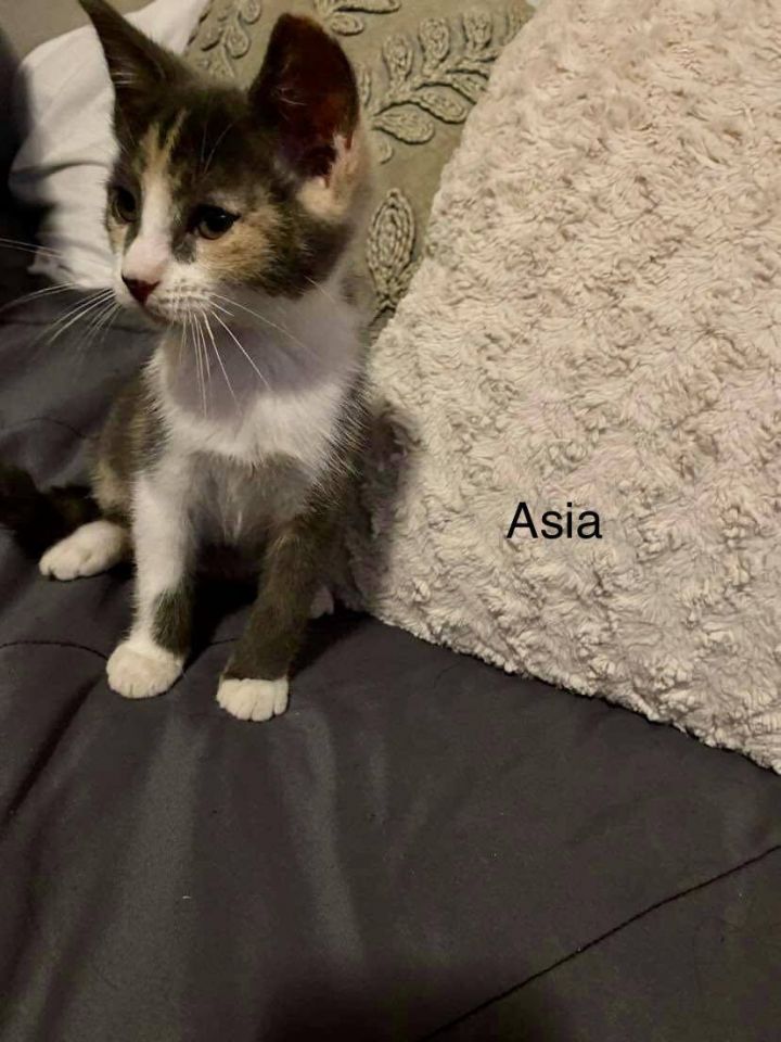 Asia, an adopted Calico in Mabank, TX_image-1