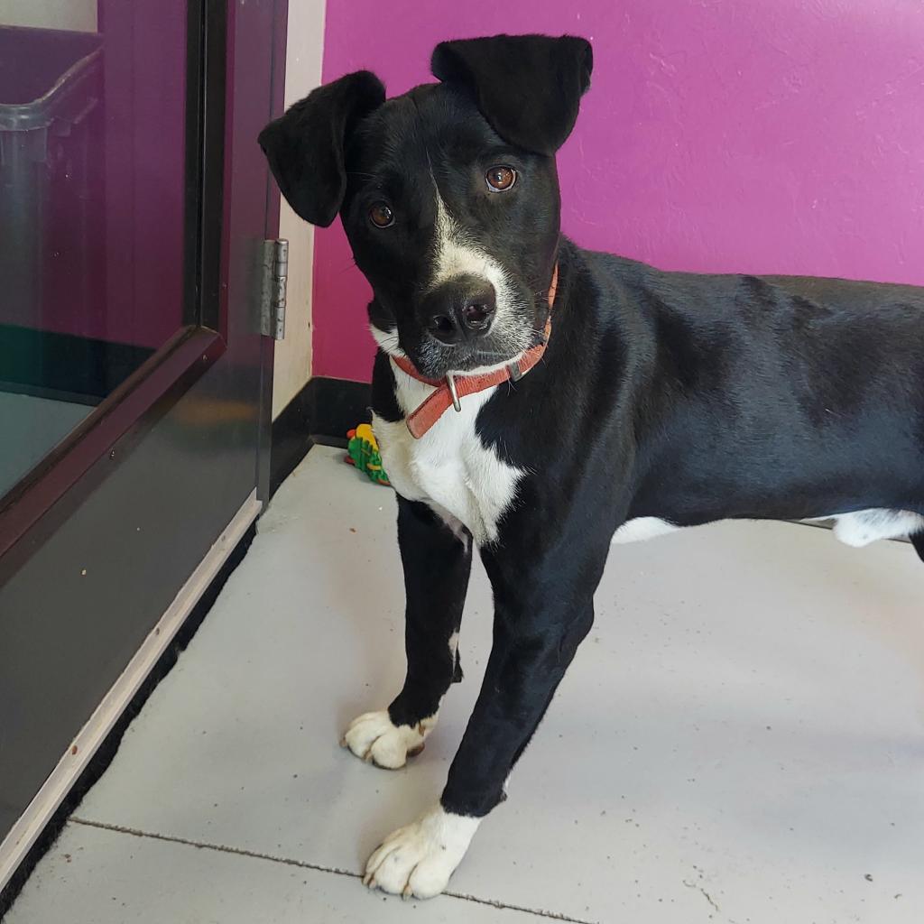 Waylon, an adoptable Border Collie in Ponca City, OK, 74604 | Photo Image 1