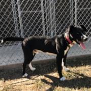 Waylon, an adoptable Border Collie in Ponca City, OK, 74604 | Photo Image 2