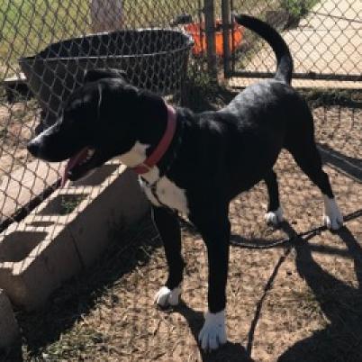 Waylon, an adoptable Border Collie in Ponca City, OK, 74604 | Photo Image 3