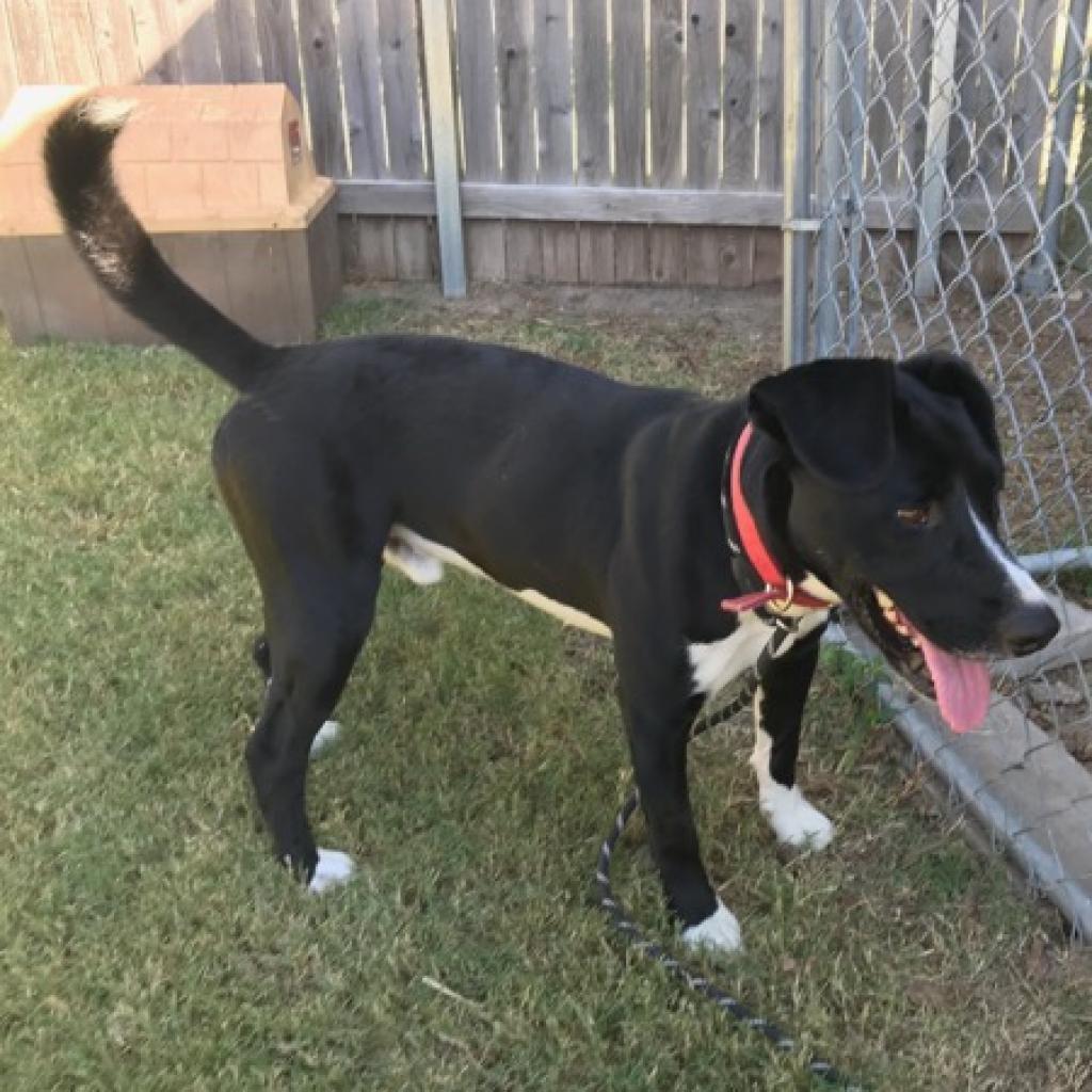 Waylon, an adoptable Border Collie in Ponca City, OK, 74604 | Photo Image 4