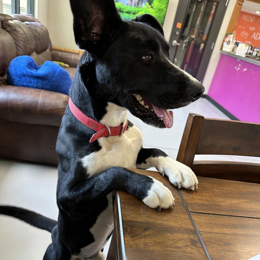 Waylon, an adoptable Border Collie in Ponca City, OK, 74604 | Photo Image 5