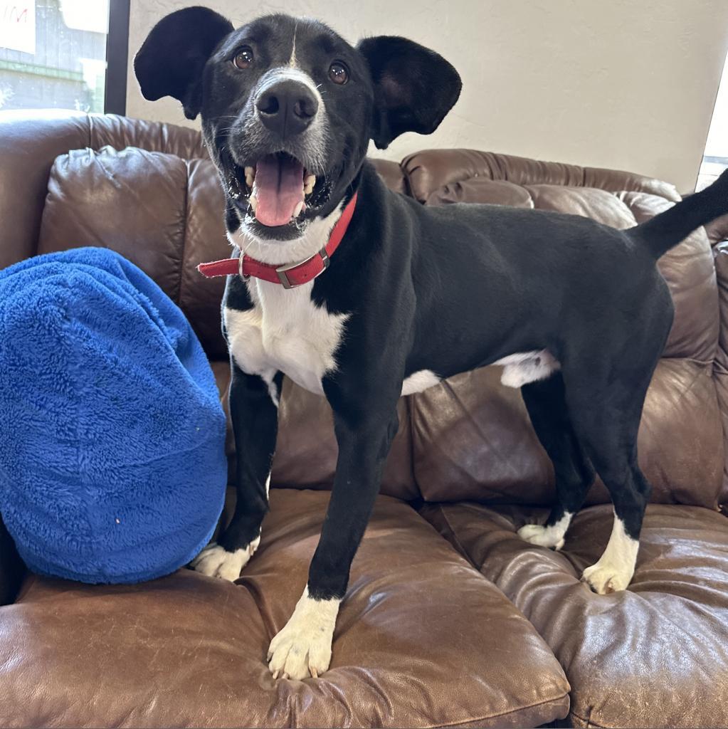 Waylon, an adoptable Border Collie in Ponca City, OK, 74604 | Photo Image 6