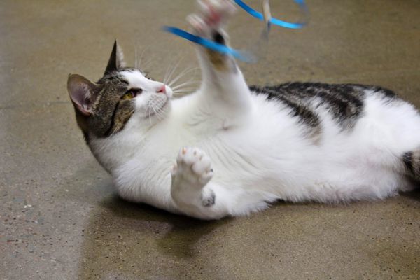 Anchovy, an adoptable Domestic Short Hair Mix in Indiana, PA_image-1