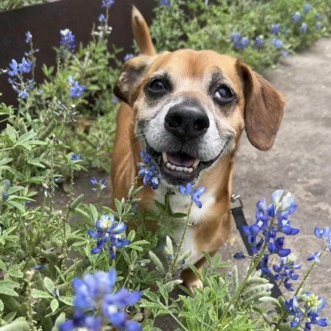 Farruko, an adoptable Dachshund & Beagle Mix in Austin, TX_image-1