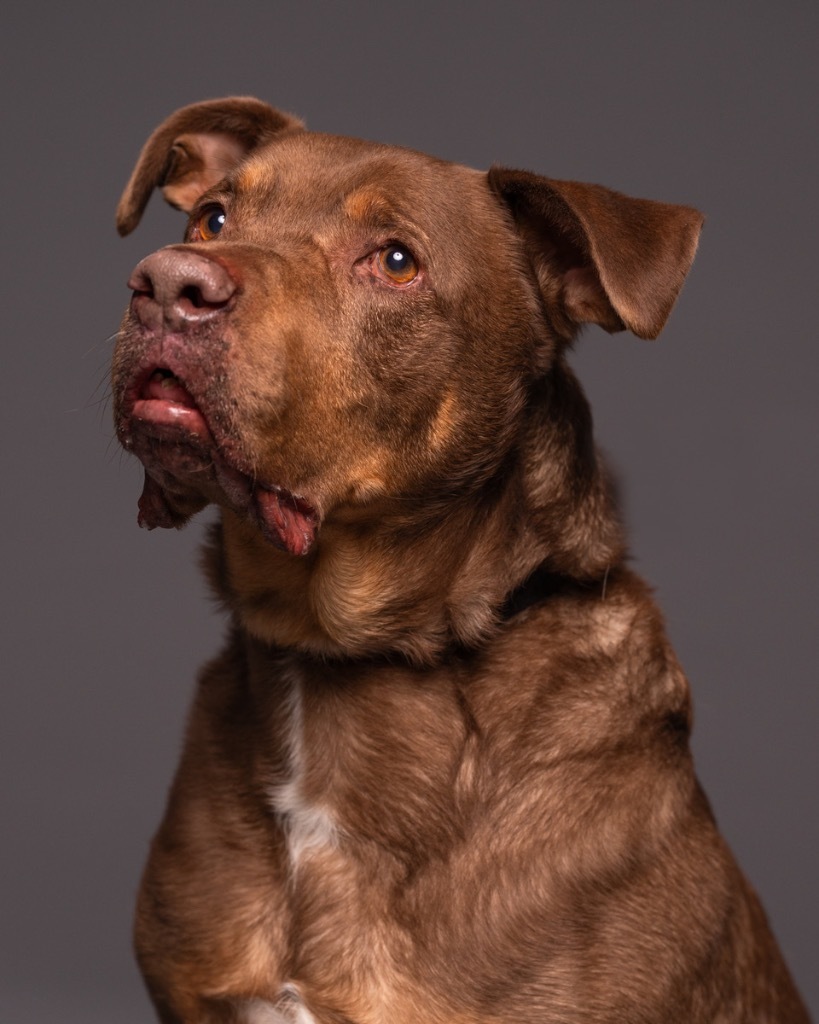 Roscoe-SPONSOR ME!, an adoptable Labrador Retriever, Rottweiler in Walden, NY, 12586 | Photo Image 1