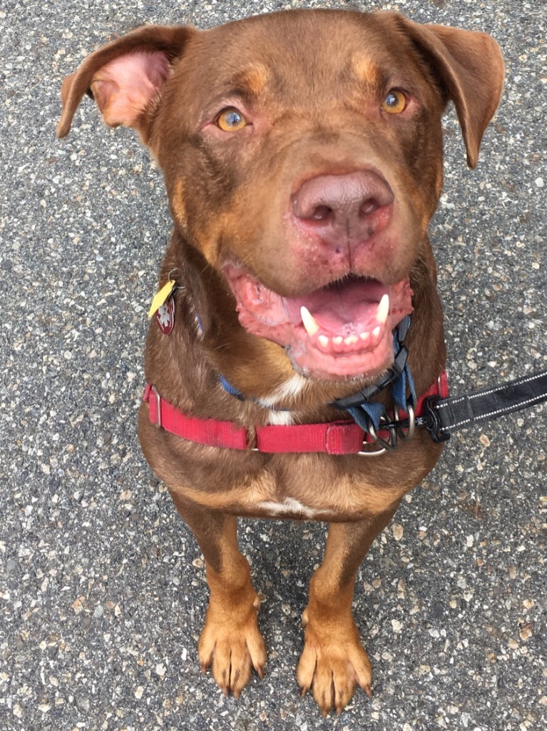 Roscoe-SPONSOR ME!, an adoptable Labrador Retriever, Rottweiler in Walden, NY, 12586 | Photo Image 2