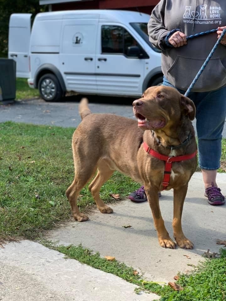 Roscoe-SPONSOR ME!, an adoptable Labrador Retriever, Rottweiler in Walden, NY, 12586 | Photo Image 3