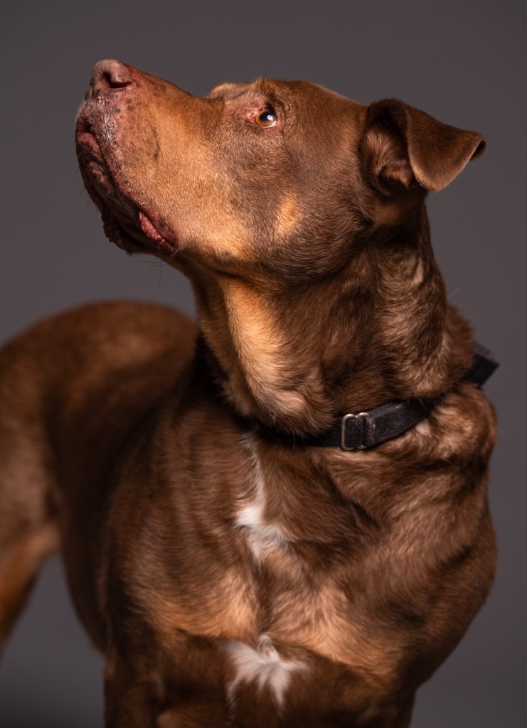 Roscoe-SPONSOR ME!, an adoptable Labrador Retriever, Rottweiler in Walden, NY, 12586 | Photo Image 4