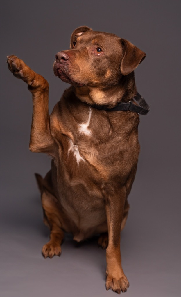 Roscoe-SPONSOR ME!, an adoptable Labrador Retriever, Rottweiler in Walden, NY, 12586 | Photo Image 5