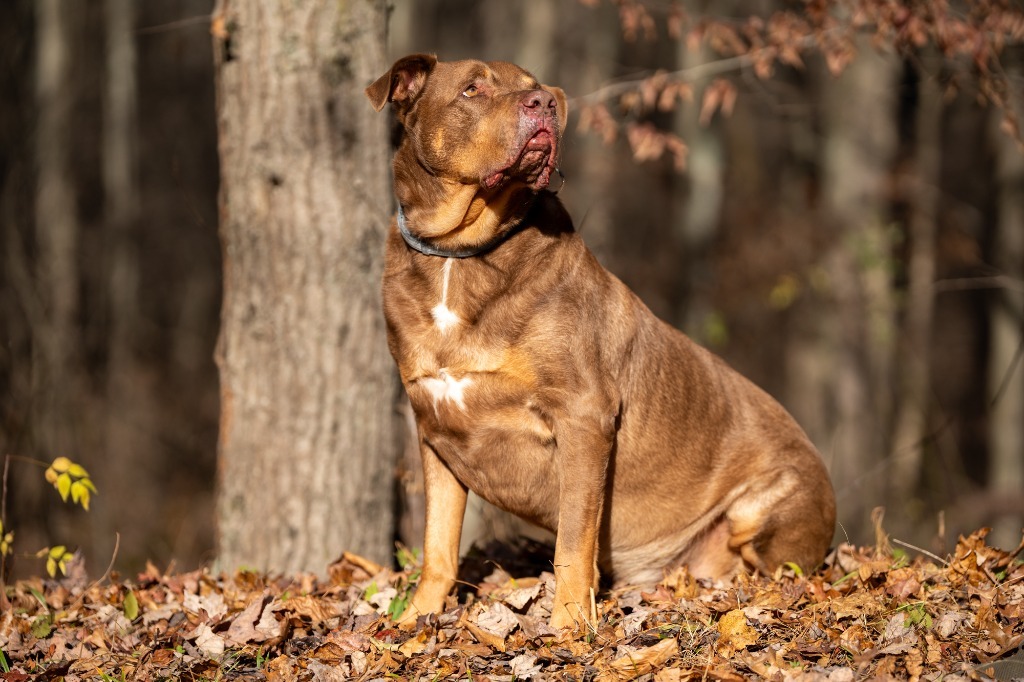 Roscoe-SPONSOR ME!, an adoptable Labrador Retriever, Rottweiler in Walden, NY, 12586 | Photo Image 6