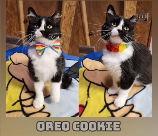 Oreo Cookie 1