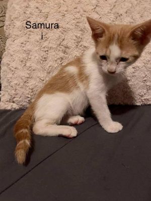 Samurai