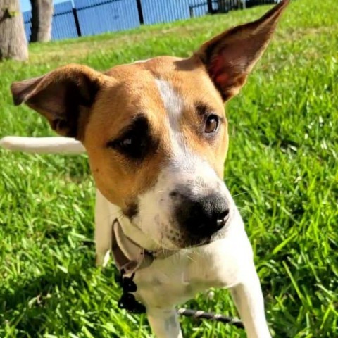 Phoebe LLD*, an adoptable Cattle Dog & Terrier Mix in Catonsville, MD_image-1