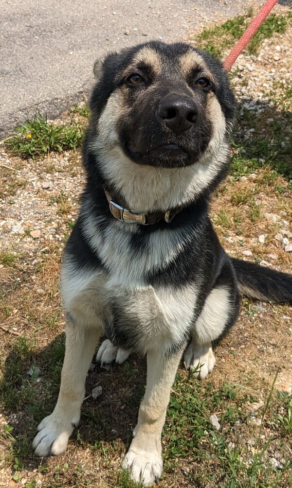Beau, an adoptable German Shepherd Dog Mix in Osage Beach, MO_image-5