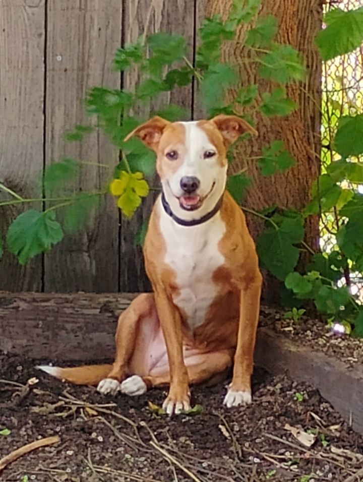 Mountain cur beagle store mix