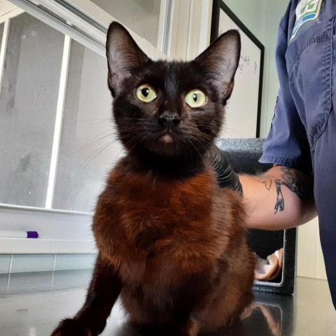 Topsy, an adoptable Domestic Short Hair in Green Cove Springs, FL, 32043 | Photo Image 1