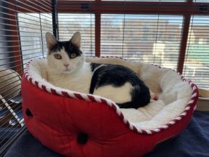 Twist, Adult Male Domestic Short Hair
